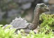 dragon-tortue-b.jpg, JPG, 500x350, 46 KB